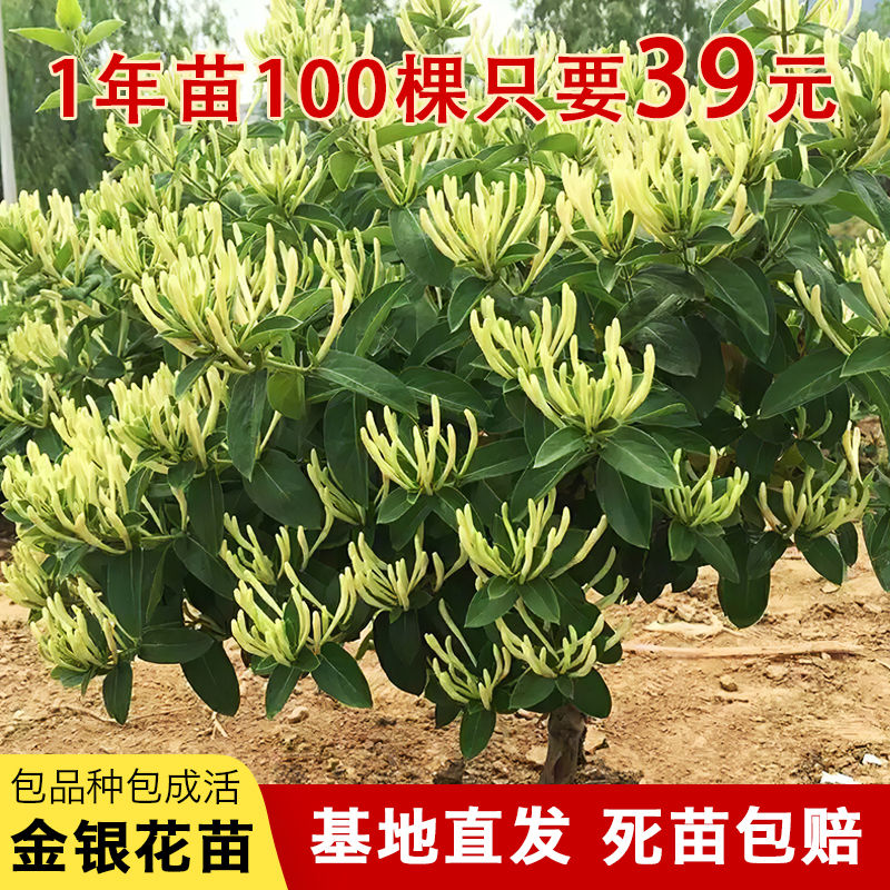 金银花苗室内浓香花卉盆栽爬藤庭院种植北花一号金银花树苗食药用 - 封面