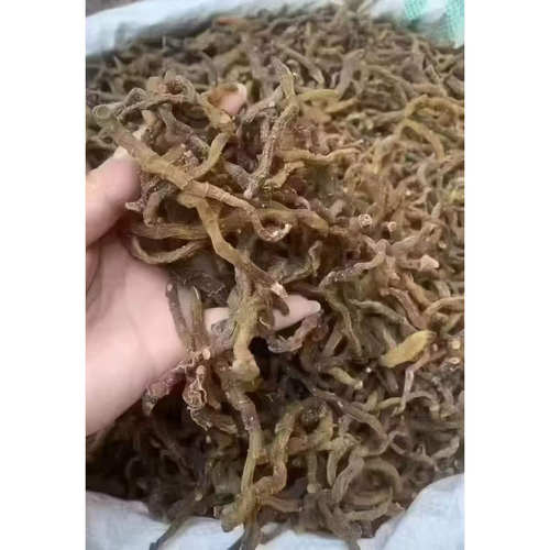 野生玉竹