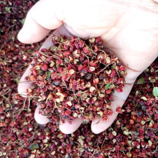 山西长治平顺大红袍花椒干花椒粒袋装特产麻椒特麻香料新货干食用