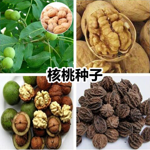 薄皮核桃种子价格 薄皮核桃种子图片 星期三