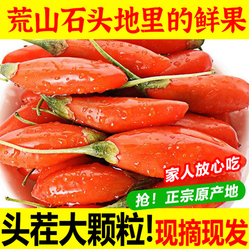 现摘鲜果枸杞大颗粒500g
