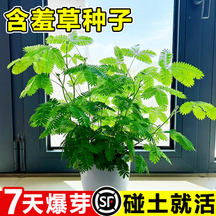 含羞草种孑害羞草种子小盆栽花种籽子四季播种室内易活花卉绿植物