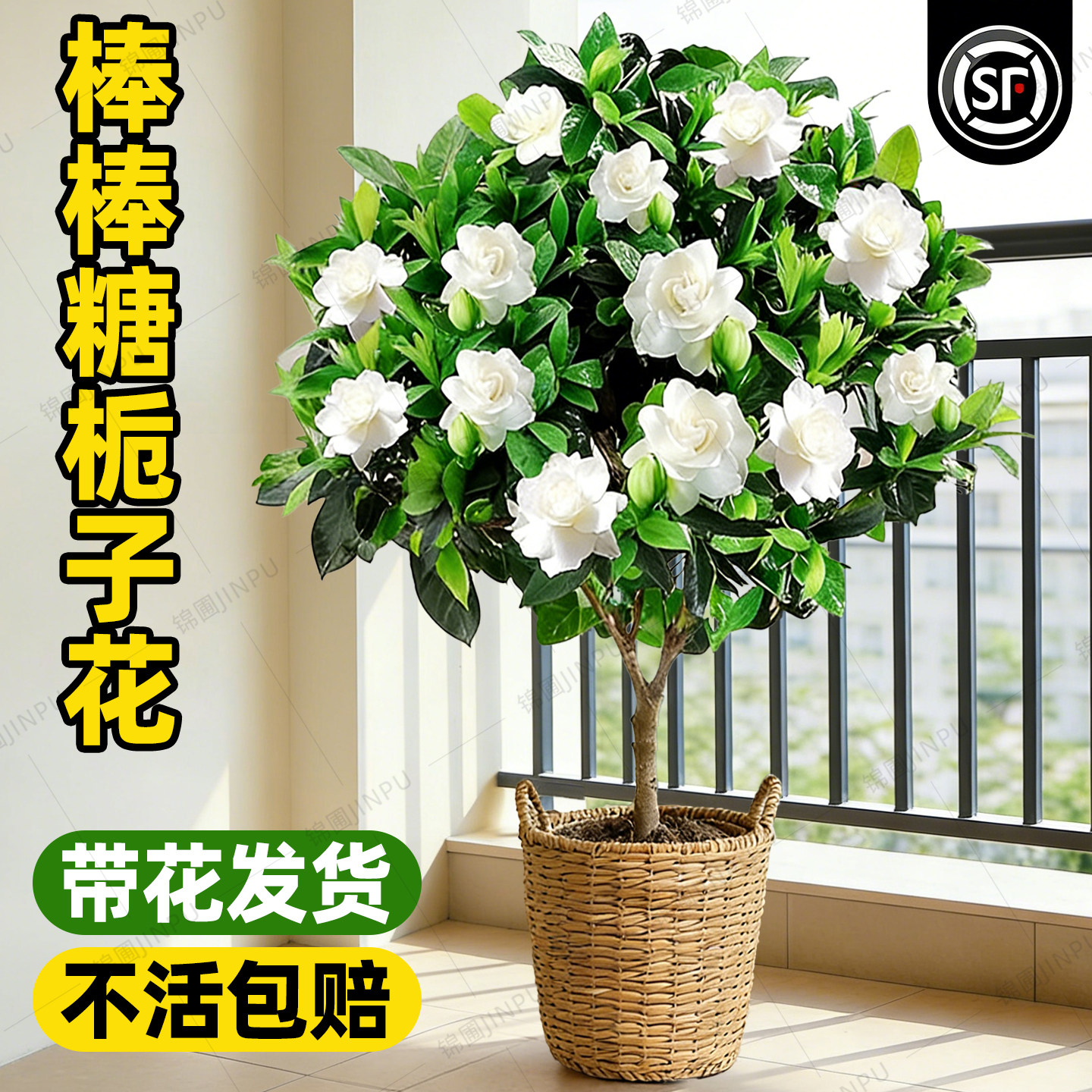 特大棒棒糖栀子花盆栽带花苞独杆老桩四季大叶牡丹栀枝开花卉植物