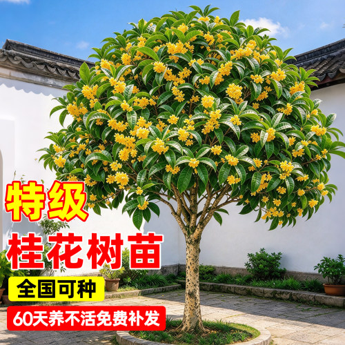 【全网热卖10万+】特级桂花树苗