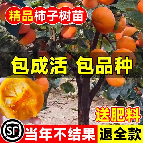 柿子果苗脆甜庭院无籽矮化