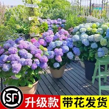 绣球花苗盆栽无尽夏带花鲜花卉庭院植物室内外耐寒耐冻耐晒四季开