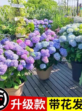 绣球花苗盆栽无尽夏带花鲜花卉庭院植物室内外耐寒耐冻耐晒四季开