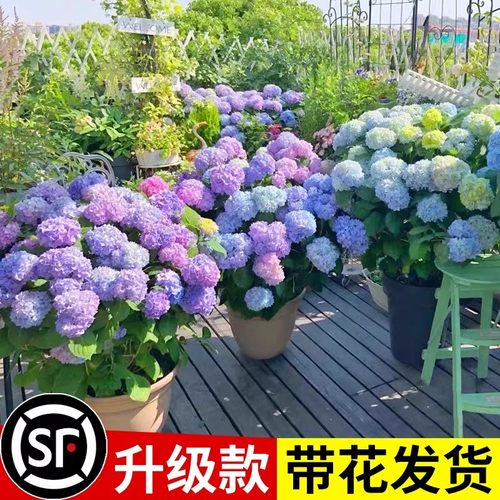 绣球花苗带花庭院阳台四季
