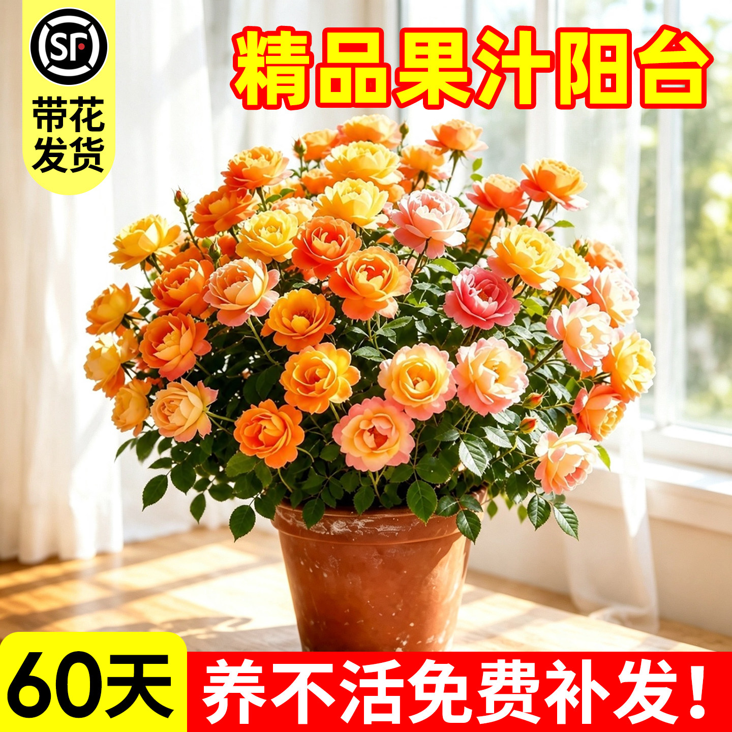 【全网花卉绿植热销10w+】图片