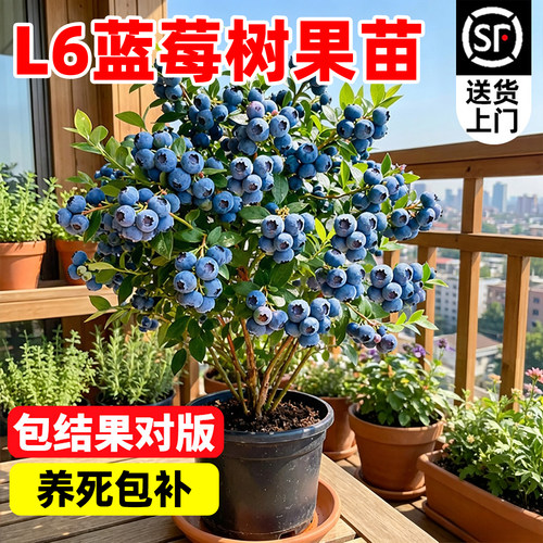 【诚信卖家】L6蓝莓果树苗