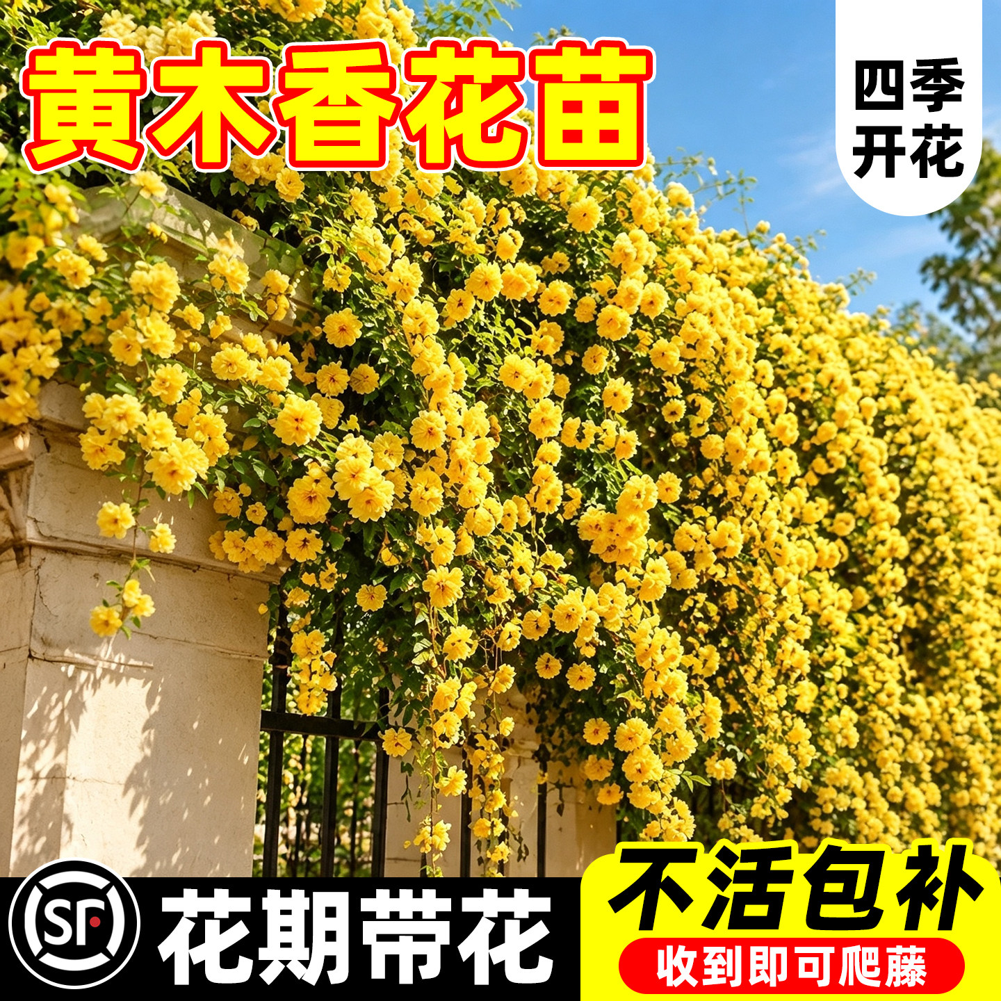 【全网花卉绿植热销10w+】图片