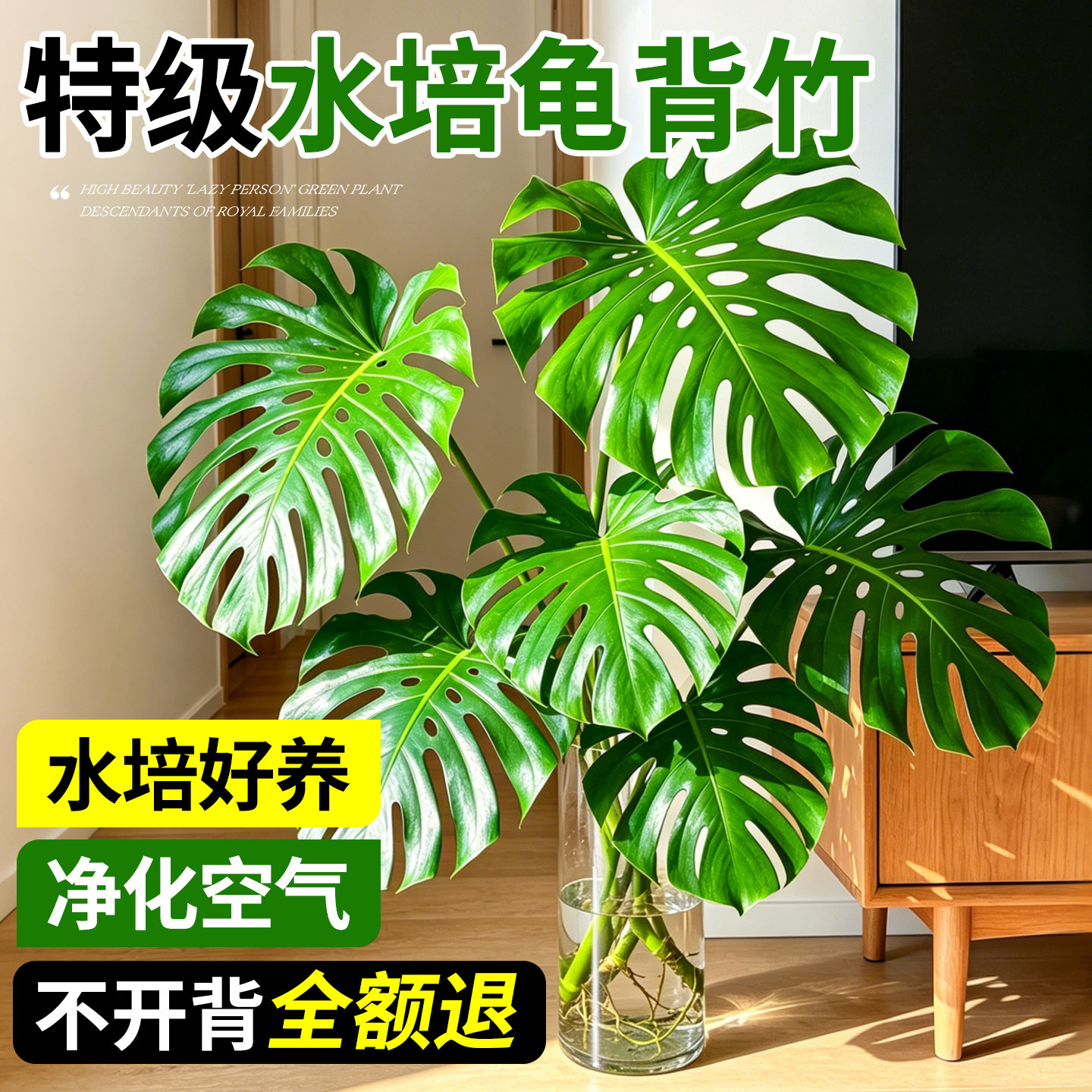 龟背竹水培植物四季绿植室内好养盆栽客厅办公室桌面大叶老桩竹子