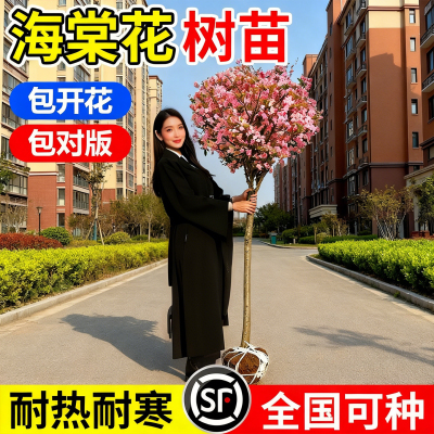 海棠树苗高杆西府垂丝海棠花树苖