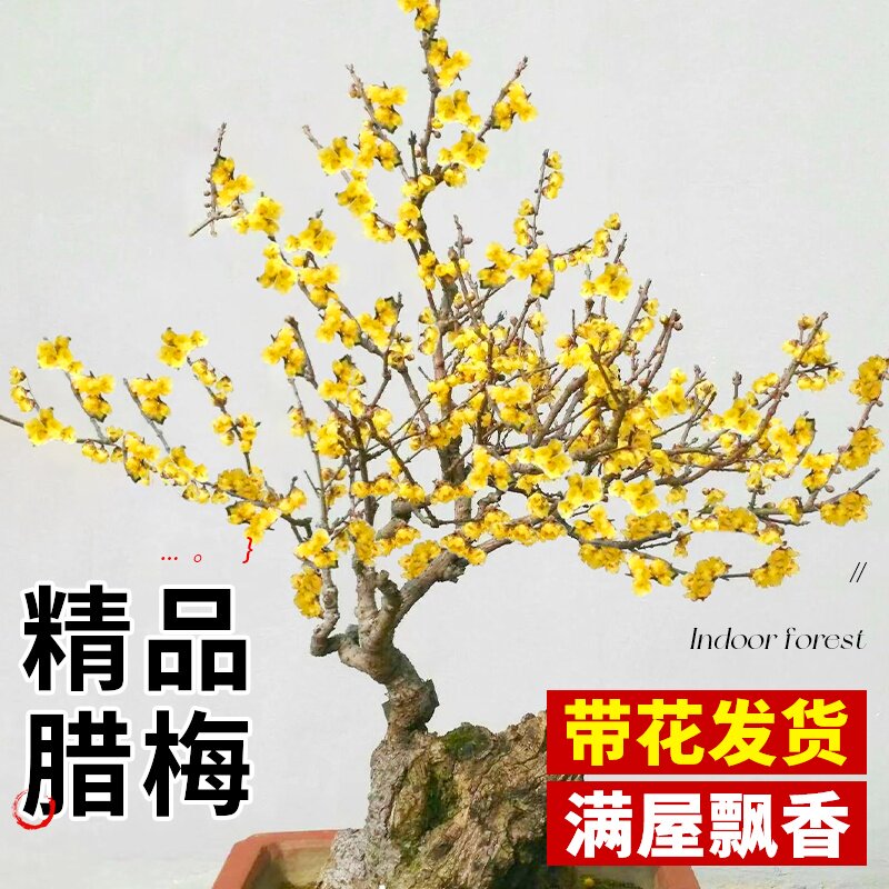 腊梅花盆栽梅花树苗老桩素心红梅花卉绿植物室内庭院好养四季开花