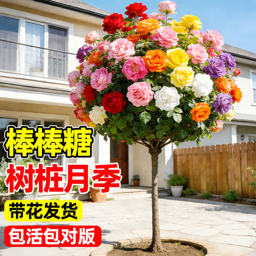 棒棒糖树桩月季四季开花老桩大苗