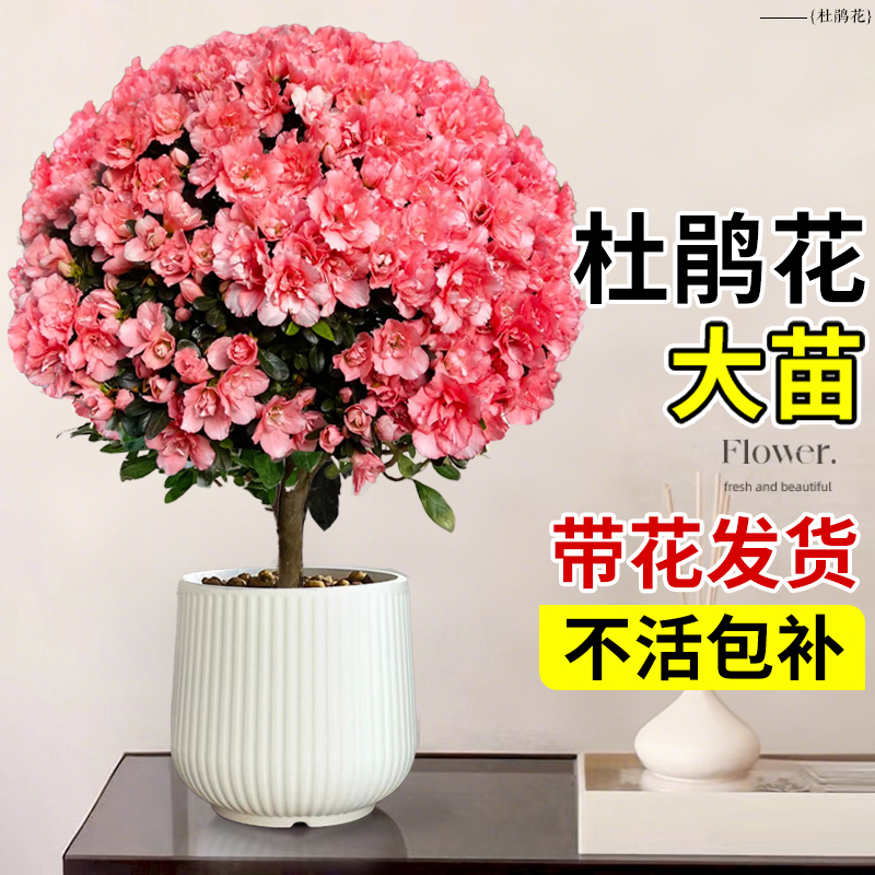 杜鹃花盆栽花卉植物带花发货