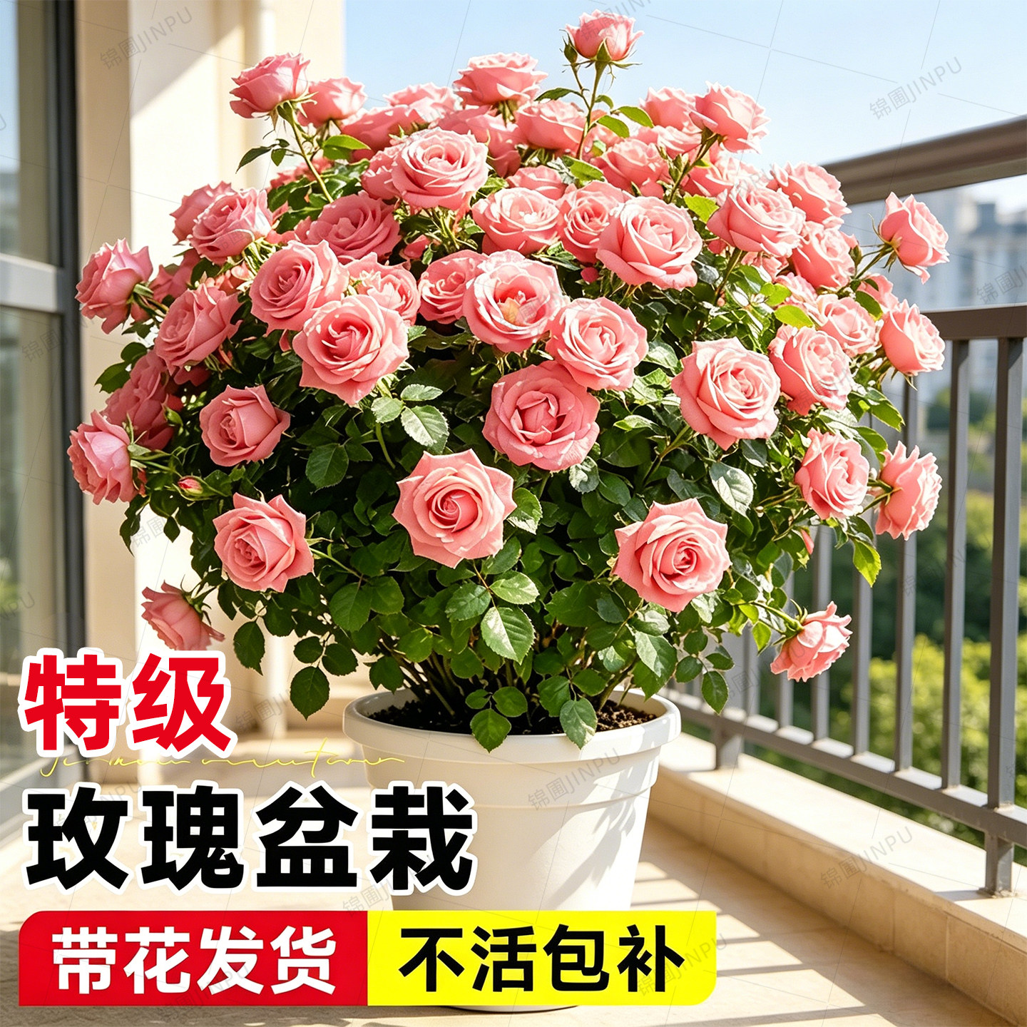 【爆款热销8万+】特大玫瑰花盆栽图片