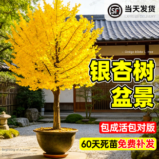 银杏树盆栽盆景早金绿叶银杏树活苗庭院地栽绿化白果树南北方种植