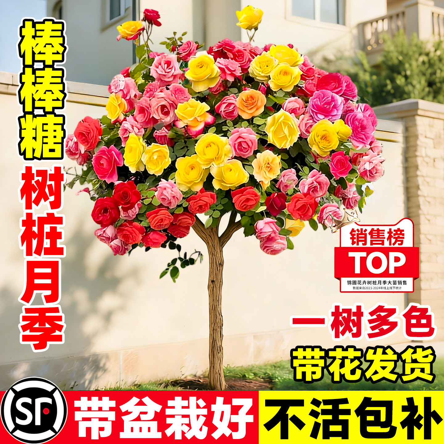 棒棒糖树桩月季特大多季开花卉植物老桩花苗树状庭院玫瑰花树苗