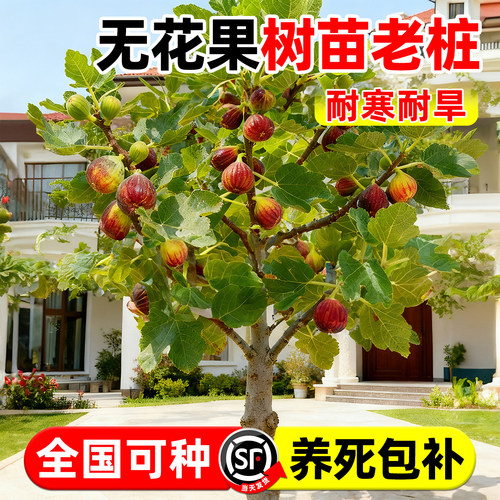 【平台推荐】无花果树苗老桩