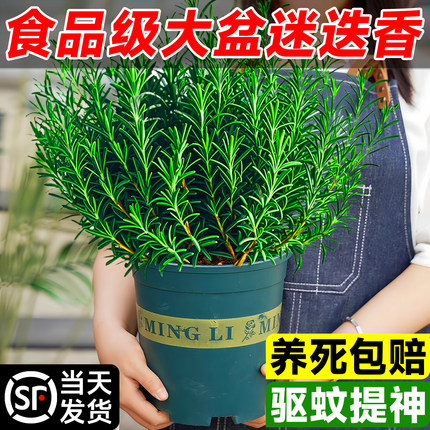 特级迷迭香盆栽可食用煎牛排用百里香薄荷叶紫苏新鲜香草驱蚊植物