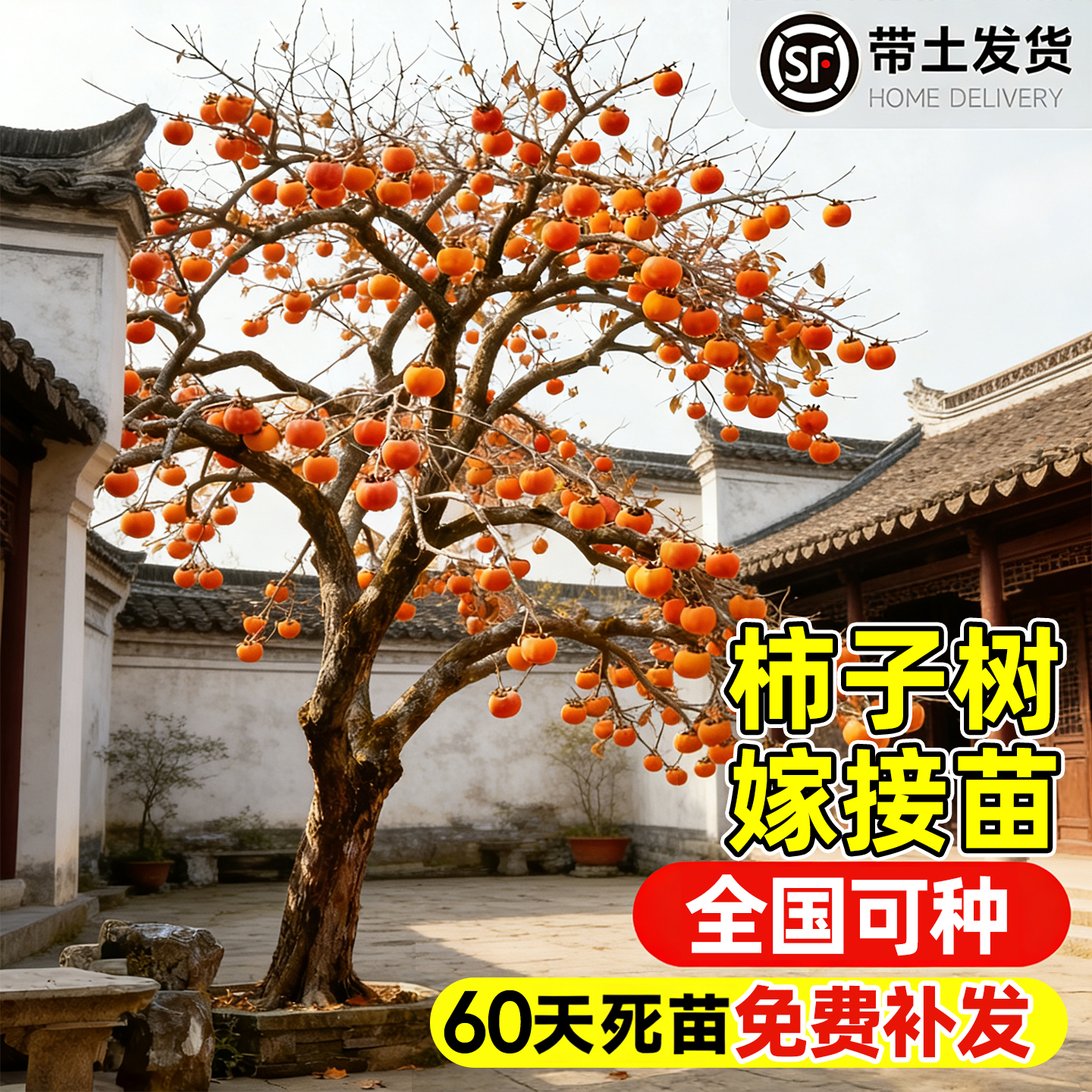 【热销榜top产品】柿子树苗