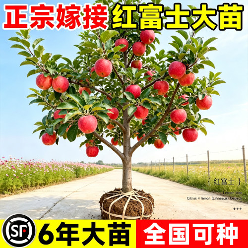 【回购榜top】正宗红富士树苗