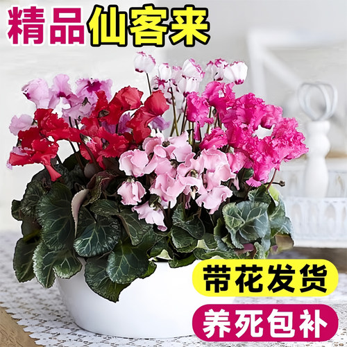 仙客来盆栽带花四季重瓣花苗蝶衣大花小苗特大号名贵花卉大全好养