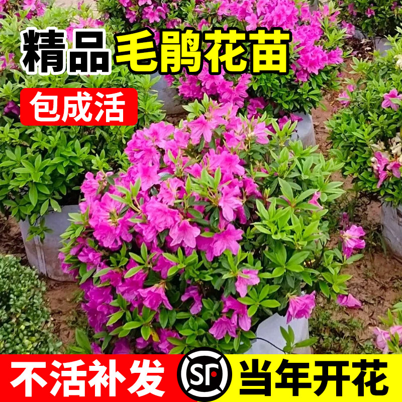 毛杜鹃大苗夏娟毛鹃花苗庭院映山红毛娟树苗工程绿化苗木四季花卉