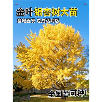 【热销第一名】金叶银杏树大苗