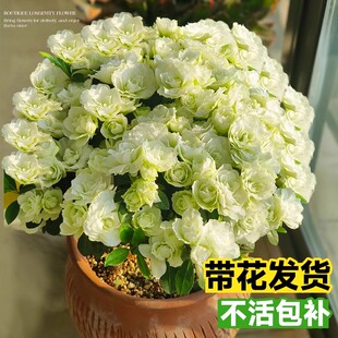 长寿花盆栽四季花重瓣大花花苗绿巴黎金狐狸室内花卉老桩绿植物