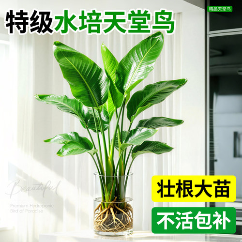 特A级天堂鸟无土水培桌面绿植