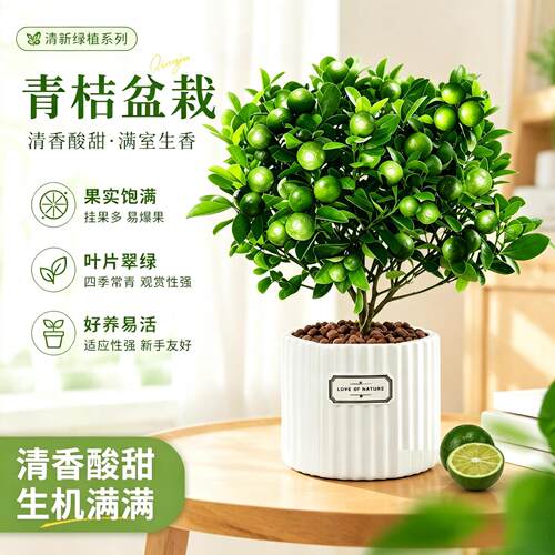 全网热销10w+小青柠树苗