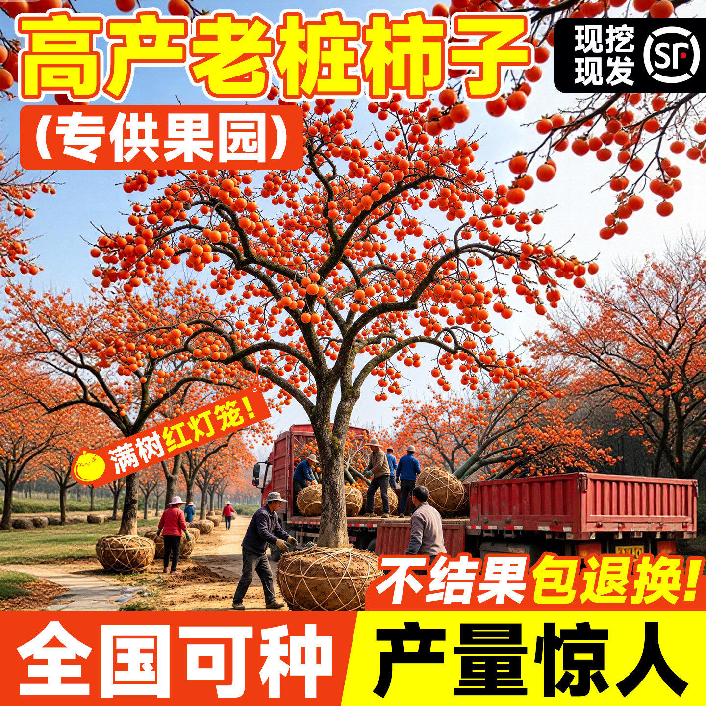 无核脆甜柿子树果苗嫁接庭院火晶柿子树苗果树耐寒特大号矮化盆栽