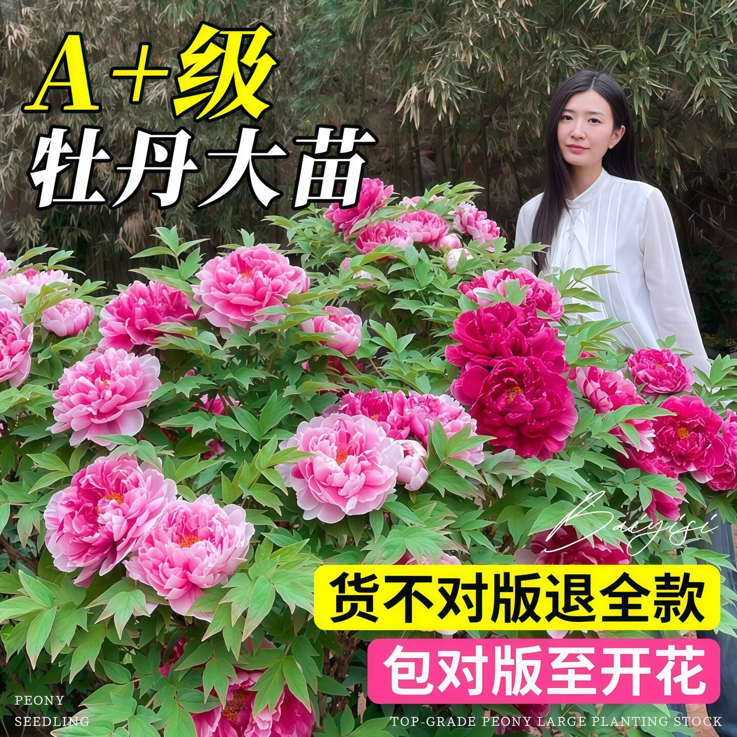 【站内热推人气爆品】盆栽牡丹花图片