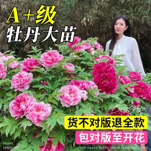 【站内热推人气爆品】盆栽牡丹花