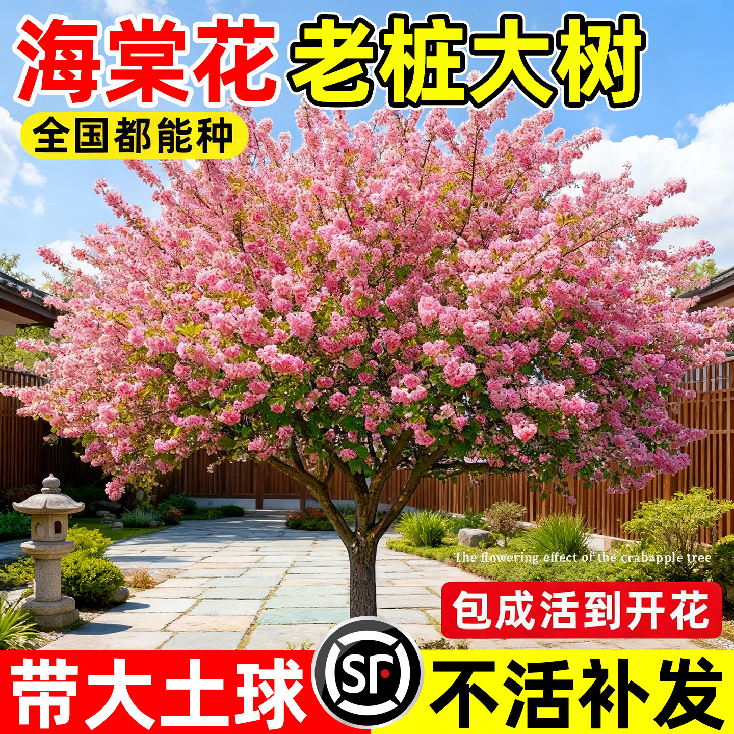 四季海棠花老桩大树高杆西府垂丝海棠树苖庭院别墅地栽特大风景树