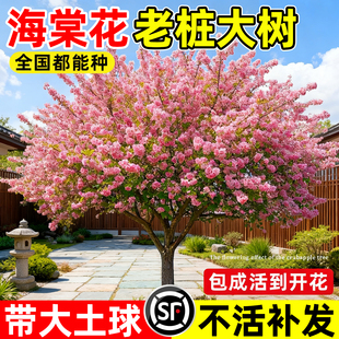 四季海棠花老桩大树高杆西府垂丝海棠树苖庭院别墅地栽特大风景树