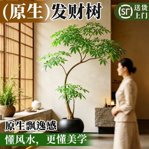【全网热卖】原生发财树
