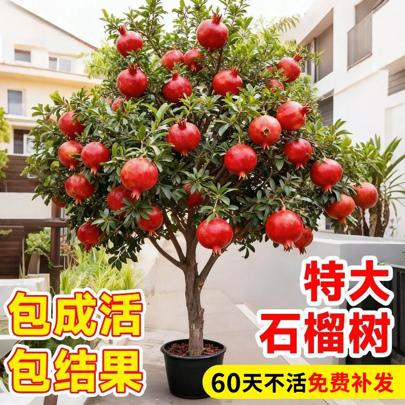 石榴树树苗突尼斯软籽庭院果树苗盆栽南北方种植特大无籽石榴树苗