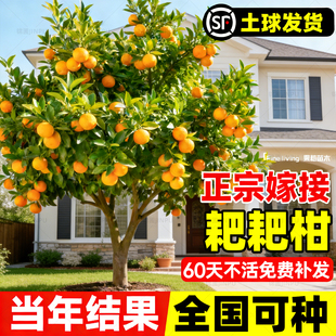 特大春见耙耙柑树苗正宗橘子树果苗沙糖桔四川粑粑柑四季果大树苗