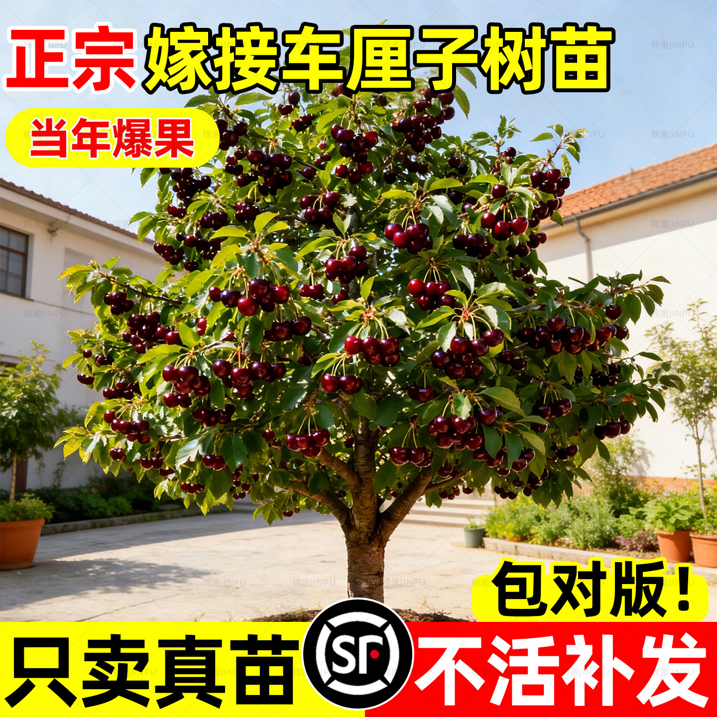 车厘子树苗嫁接苗正宗黑珍珠特大嫁接樱桃树庭院四季种植当年结果,鲜花速递/花卉仿真/绿植园艺,果树,淘宝优惠券,粉丝福利购,淘宝优惠卷