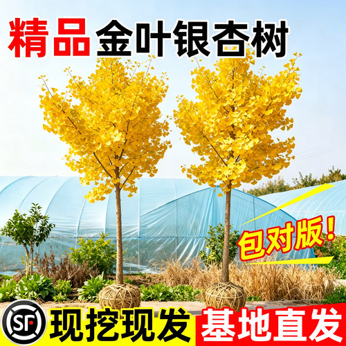 【平台推荐】精品金叶银杏树苗