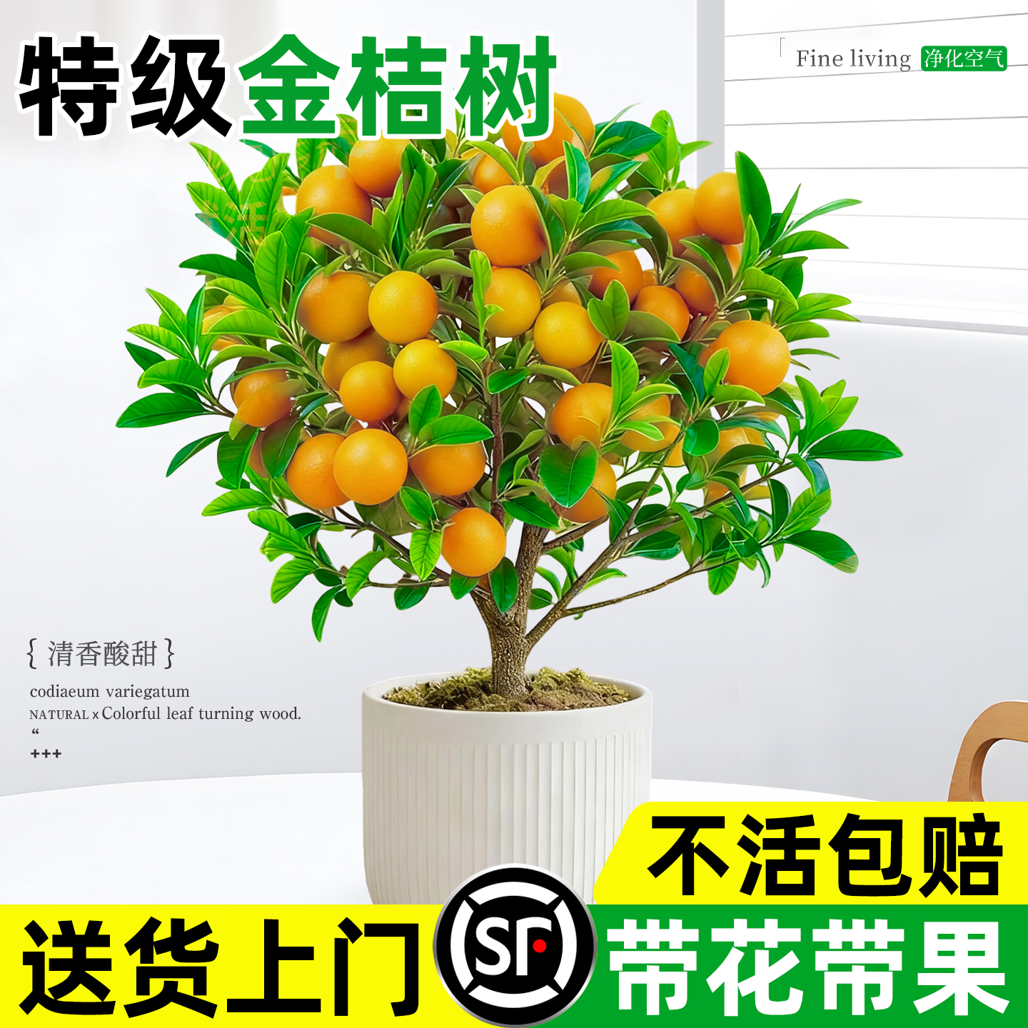 特级金桔树盆栽带果客厅好养绿植