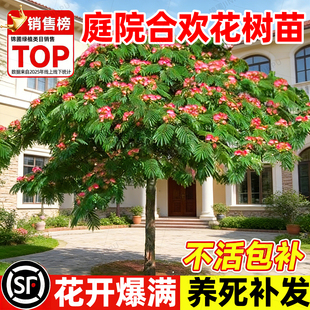 合欢花树庭院地栽大树绒花树多季开花别墅南北方种植耐寒风景大树