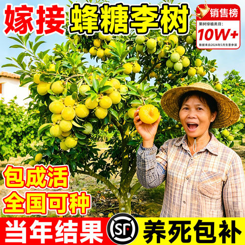 【平台推荐】嫁接蜂糖李子果树苗
