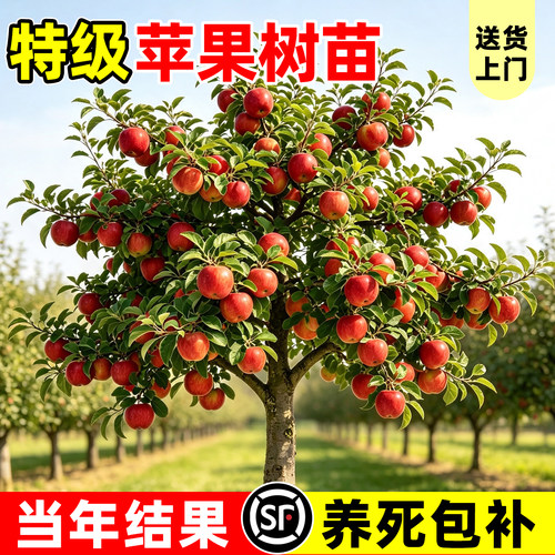 【全网热卖!】特级苹果树苗