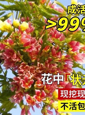 文冠花树苗状元花大树苗盆栽庭院地栽植物四季种植好养活花卉绿植