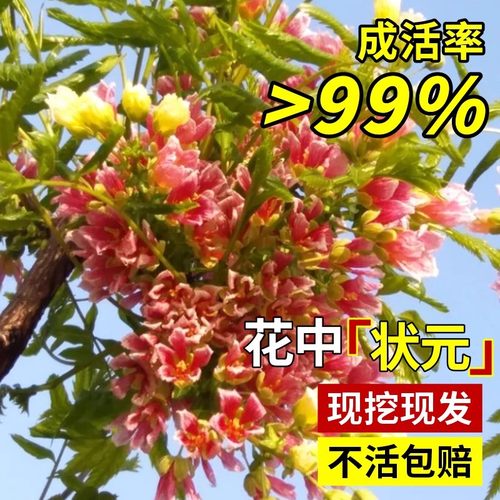 封蜡朱顶红进口重瓣种球无土栽培