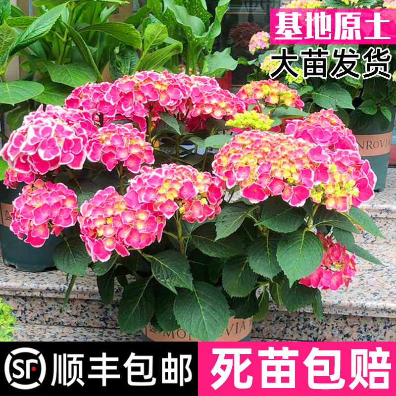 帝沃利八仙绣球花大苗盆栽四季阳台庭院冬季耐寒型花卉植物可调色